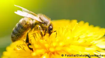 Una colmena consume cerca de 35 kilogramos de polen al año.