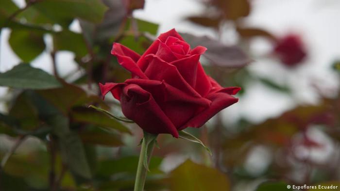 La rosa de San Valentín mueve millones | Economía | DW | 14.02.2013