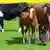 Pferde und Kühe auf einer Weide in der Schweiz (Copyright "imago stock&people")