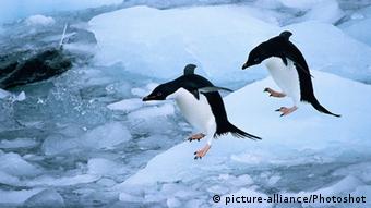 Adelie penguins on ice