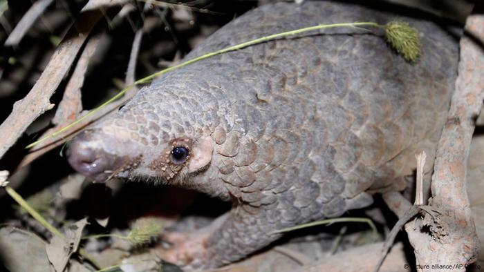 Pangolin Rehabilitation Center in Cambodia (Coalition Image / AP Photo)