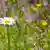 Margerite; Chrysanthemum leucanthemum; Wiesenblume; Flora; Blume; Blüte; weiß; Wiese; Natur; Umweltschutz; Artenvielfalt; Schutz; einheimisch; margerite; chrysanthemum leucanthemum; wiesenblume; flora; blume; blüte; weiß; wiese; natur; umweltschutz; artenvielfalt; schutz; einheimisch