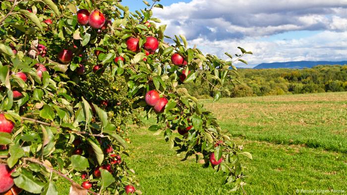 An apple tree