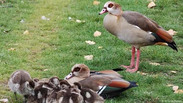 Afrikanische Nilgans im Kurpark