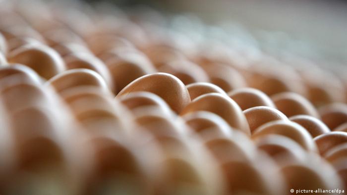 Rows of eggs (Photo: dpa - Bildfunk)