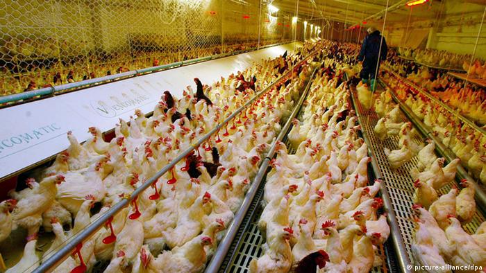 Bildergalerie Lebensmittel Skandal Hühnerstall Italien