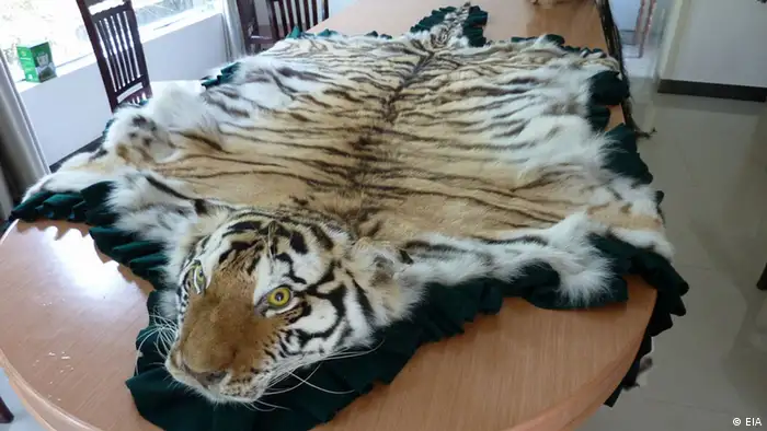 Tiger skin on a sofa