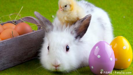 Ein Hase sitzt neben gefärbten Eiern