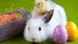 Easter eggs and a bunny Copyright: FikMik - Fotolia.com Easter eggs and a bunny Copyright: FikMik - Fotolia.com