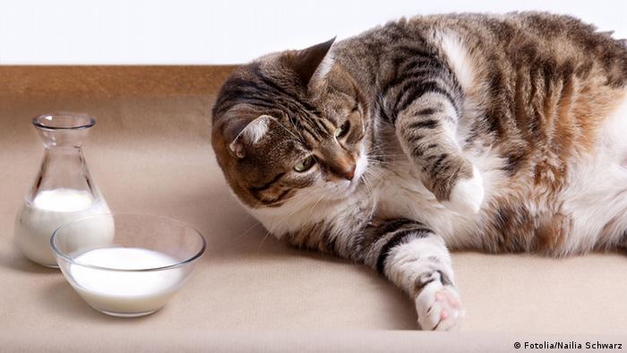 Dicke Katze mit Milch © Nailia Schwarz