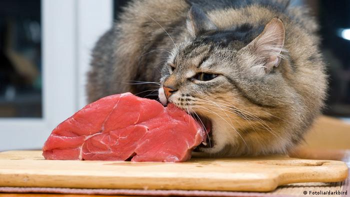 Cat biting into a piece of meat