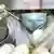 Laborator shkencor në Indonezi, vend i prekur nga gripi i shpendëve