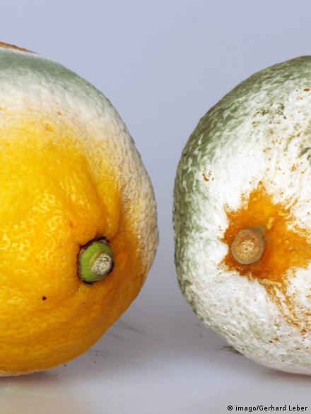 Rotten Fruit May Be Due to Microbe Warfare, Science