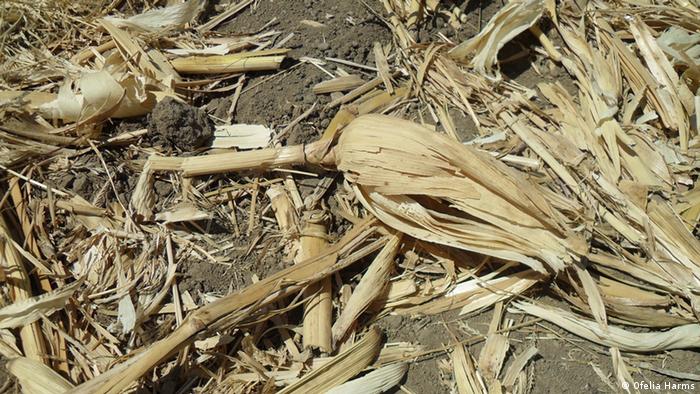 Trockenheit Maisernte in Mexiko