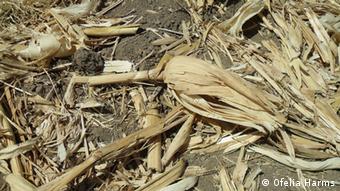 Dry corn crops affected by drought.