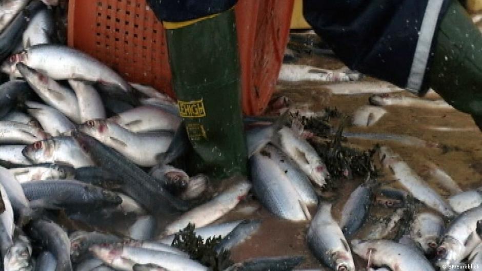 Iceland Fish Suffocate in Fjord DW 03/11/2013