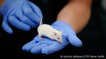 Eu Reaffirms Ban On Animal Testing For Cosmetics Globalization Dw 11 07 2013