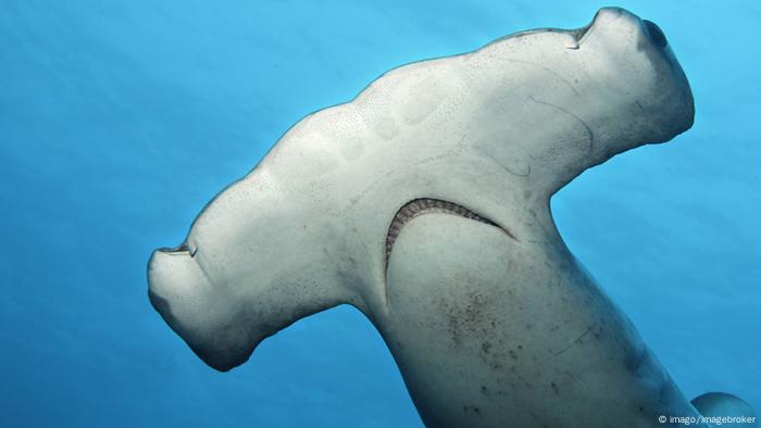 Hammerhead shark