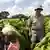 A white Zimbabwean-born tobacco farmer in Zambia