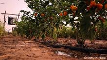 Brukina-Faso-Tröpfchenbewässerung Paprika bei Ouagadougou Burkina Faso möchte zum Agrar-Exporteur aufsteigen. Seit den 1990er Jahren konnte Burkina Faso seine landwirtschaftliche Produktion verdoppeln. Vor allem durch verbesserte Bewässerungsmethoden ist weiteres Wachstum möglich, sagen Experten. Entscheidend ist zudem der Zugang zu Märkten. Ein Ansatz: Bauern vermarkten ihre Produkte gemeinsam in Genossenschaften und können so bessere Preise erzielen. DW/ Peter Hille