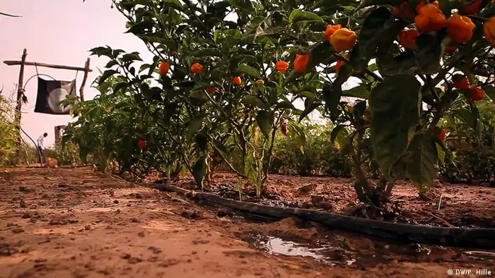Un champ de poivrons, non loin de Ouagadougou (Photo : DW / Peter Hille)