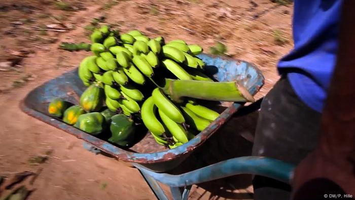 Bukina Faso Ouagadougou Burkina Faso möchte zum Agrar-Exporteur aufsteigen. Seit den 1990er Jahren konnte Burkina Faso seine landwirtschaftliche Produktion verdoppeln. Vor allem durch verbesserte Bewässerungsmethoden ist weiteres Wachstum möglich, sagen Experten. Entscheidend ist zudem der Zugang zu Märkten. Ein Ansatz: Bauern vermarkten ihre Produkte gemeinsam in Genossenschaften und können so bessere Preise erzielen. DW/ Peter Hille