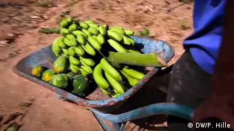 Bukina Faso Ouagadougou Burkina Faso möchte zum Agrar-Exporteur aufsteigen. Seit den 1990er Jahren konnte Burkina Faso seine landwirtschaftliche Produktion verdoppeln. Vor allem durch verbesserte Bewässerungsmethoden ist weiteres Wachstum möglich, sagen Experten. Entscheidend ist zudem der Zugang zu Märkten. Ein Ansatz: Bauern vermarkten ihre Produkte gemeinsam in Genossenschaften und können so bessere Preise erzielen. DW/ Peter Hille