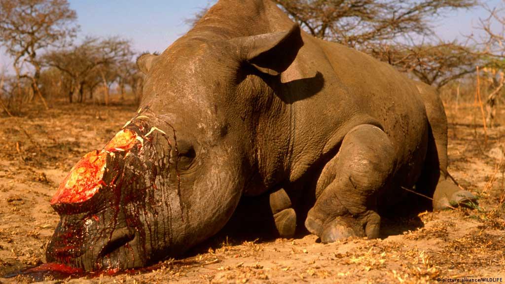 Horns value rhino The value