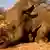 A rhino lies dead on the ground, the place where its horn should be is a bloodied gash