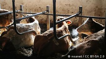 Foto: Kühe im Stall (Foto: CC BY SA 2.0: noanet)