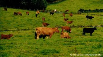 Foto: Kühe auf der Weide (Foto: CC- BY SA: angusleonard)