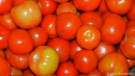 Bio-Tomaten aus Uganda (Foto: DW/Ludger Schadomsky)
