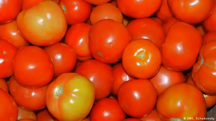 Bio-Tomaten: Sehen gut aus - und bringen mehr Ertrag und Geld in die Kassen der Farmer Copyright: DW/Ludger Schadomsky 07.03.2013, Kampala, Uganda