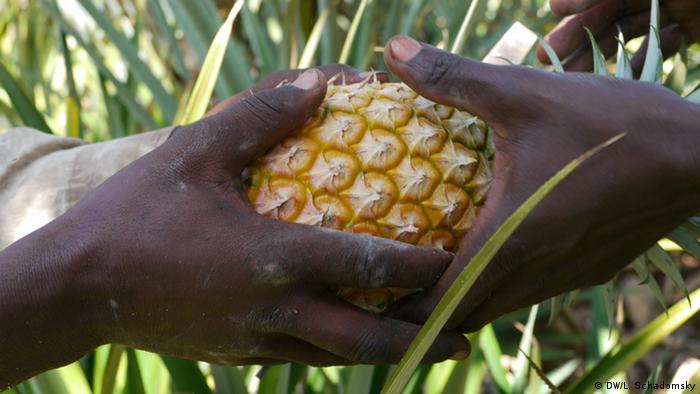 Mann hält Bio-Ananas aus Uganda in den Händen (Foto: DW/Ludger Schadomsky)