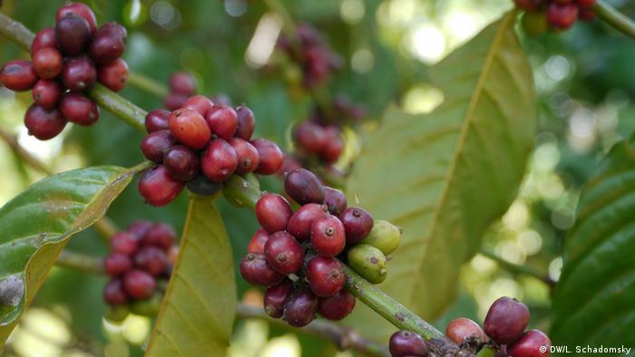 Rote Kaffeebeeren in Uganda (Foto: DW/Ludger Schadomsky)