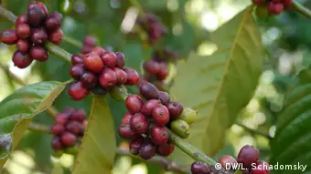 Bildergalerie Bioanbau in Uganda Bio-Kaffee