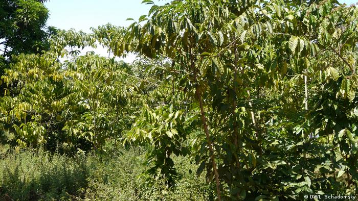 Wildkaffee auf einer Plantage im Nordwesten Ugandas (Foto: DW/Ludger Schadomsky)