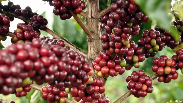 Kaffee/Kaffeepflanze