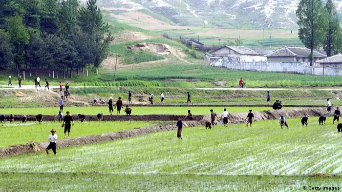 KAESONG, DEMOCRATIC PEOPLE'S REPUBLIC OF: REPUBLIC OF KOREA OUT North Korean farmers work at their rice fields as two Koreas delegations meet for their second day meeting in the North's border town of Kaesong, 17 May 2005. South Korea vowed to step up pressure to bring North Korea back to six-way nuclear negotiations as both sides began a second and final day of vice-ministerial talks. AFP PHOTO/POOL (Photo credit should read AFP/AFP/Getty Images)