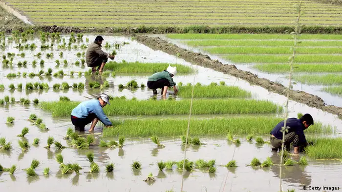 Nordkorea Landwirtschaft Getreide Reisfeld