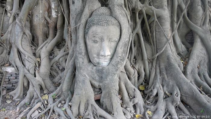 Foto: Buddha-Kopf, umwachsen von den Wurzeln einer Pappel-Feige, in Wat
Mahatat, Ayutthaya. Der sogenannte Bodhi-Baum hat besondere Bedeutung, da Siddhartha Gautama, der Gründer des Buddhismus, seine Erleuchtung im Schatten eines solchen Baumes hatte. (Foto: CC-BY-SA-2.0: Jody McIntryre)