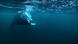 Bildtitel: Wale Norwegen Bildbeschreibung: Buckelwal unter Wasser vor der Küste der Vesteralen, Norwegen. Früher wurden Wale vor der Küste der Vesteralen, einer Inselgruppe nördlich des Polarkreises, nur im arktischen Sommer gesichtet. Doch seit einigen Jahren bleiben viele auch im Winter im hohen Norden. Schlagwörter: Norwegen, Vesteralen, Buckelwal Herkunft: DW Eigendreh Zulieferer: Nina Laurinkari Bildtitel: Wale Norwegen Bildbeschreibung: Buckelwal unter Wasser vor der Küste der Vesteralen, Norwegen. Früher wurden Wale vor der Küste der Vesteralen, einer Inselgruppe nördlich des Polarkreises, nur im arktischen Sommer gesichtet. Doch seit einigen Jahren bleiben viele auch im Winter im hohen Norden. Schlagwörter: Norwegen, Vesteralen, Buckelwal Herkunft: DW Eigendreh Zulieferer: Nina Laurinkari