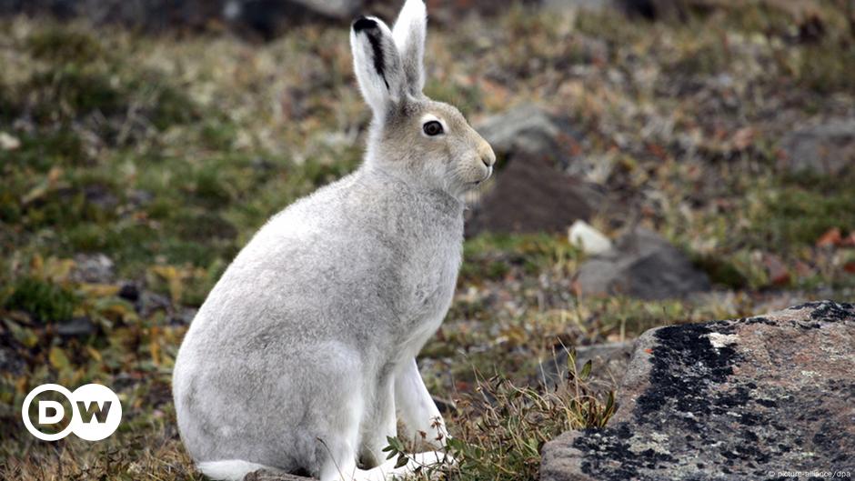 Winter-white animals under threat from global warming | All media