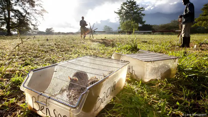 Zwei Ratten warten in ihren Boxen auf ihren Einsatz. Im Hintergrund trainieren zwei Ausbilder mit einer weiteren Ratte (Foto: Lieve Blancquaert)