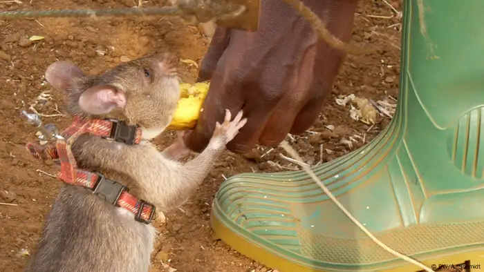 Eine Ratte wird mit einem Stück Banane gefüttert (Foto: Andrea Schmidt/DW)