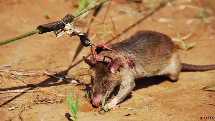 Eine Ratte scharrt in der Erde (Foto: APOPO)
