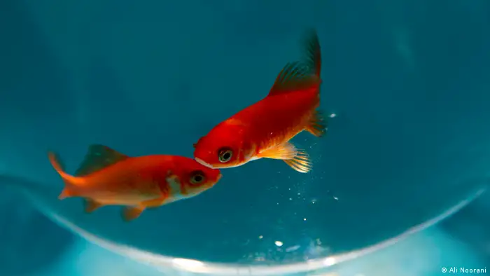 Peces en Nouruz.