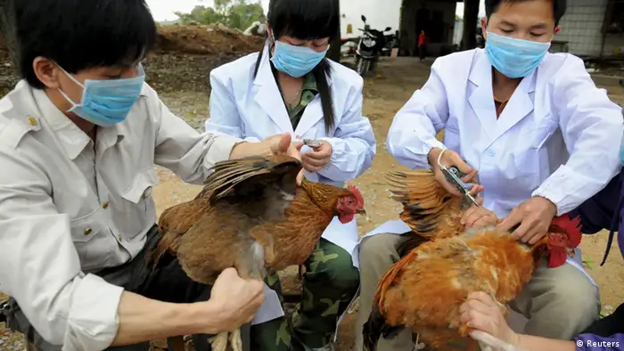 Technical staff from the animal disease prevention and control center inject chickens with the H5N1 bird flu vaccine in Shangsi county, Guangxi Zhuang autonomous region, April 3, 2013. A total of 10 people in China have been confirmed to have contracted H7N9, all in the east of the country. The latest was a 64-year-old man from Huzhou in the eastern province of Zhejiang, who state media said on Thursday was admitted to hospital on March 31. Picture taken April 3, 2013. REUTERS/China Daily (CHINA - Tags: HEALTH ANIMALS DISASTER) CHINA OUT. NO COMMERCIAL OR EDITORIAL SALES IN CHINA