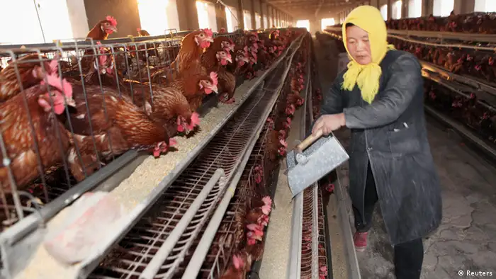 A farmer feeds chickens at a hennery in Ganyu county, Jiangsu province, April 3, 2013. A total of 10 people in China have been confirmed to have contracted H7N9, all in the east of the country. The latest was a 64-year-old man from Huzhou in the eastern province of Zhejiang, who state media said on Thursday was admitted to hospital on March 31. Picture taken April 3, 2013. REUTERS/China Daily (CHINA - Tags: HEALTH ANIMALS DISASTER) CHINA OUT. NO COMMERCIAL OR EDITORIAL SALES IN CHINA