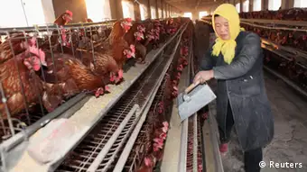 A farmer feeds chickens at a hennery in Ganyu county, Jiangsu province, April 3, 2013. A total of 10 people in China have been confirmed to have contracted H7N9, all in the east of the country. The latest was a 64-year-old man from Huzhou in the eastern province of Zhejiang, who state media said on Thursday was admitted to hospital on March 31. Picture taken April 3, 2013. REUTERS/China Daily (CHINA - Tags: HEALTH ANIMALS DISASTER) CHINA OUT. NO COMMERCIAL OR EDITORIAL SALES IN CHINA